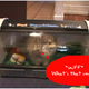 Illustration for article titled Pet Pavillion: Luxury Pet House Or Doggie Death Chamber?